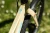 5902262081900_ROWER KROSS Level JR 1.0 M 24 S 8B beżowy połyskv5.webp