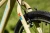 5902262081900_ROWER KROSS Level JR 1.0 M 24 S 8B beżowy połyskv4.webp